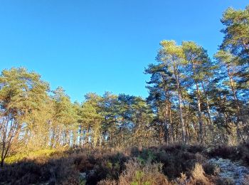 Tour Wandern Maasmechelen - reserve naturel hoge kempen - Photo