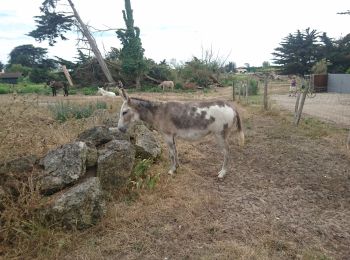 Tour Rennrad La Couarde-sur-Mer - 2019-07-11 la couarde - ars - phare des baleines par marais - retour st clément - ars - la couarde - Photo