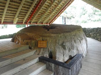 Tocht Te voet Bay of Islands-Whangaroa Community - Te Araroa - 01 Northland - d Kereikeri (Stone Store) to Waitangi Bridge - Photo