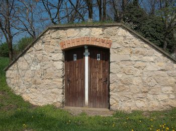 Tocht Te voet Edelstal - Via Cella Vinaria (Rundwanderweg Von Kellergasse zu Kellerviertel) - Photo