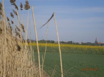 Percorso A piedi Szklary - Zielony Ziębice PKP - Grodków PKP - - Photo