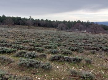 Excursión Senderismo Flassan - Tricotage au Rocassou, à la recherche du sentier perdu !!!! - Photo