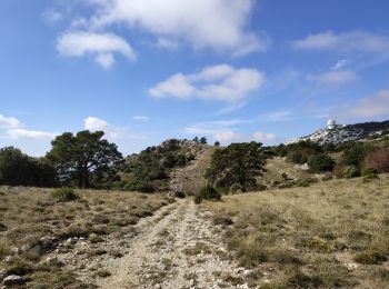 Tocht Stappen Plan-d'Aups-Sainte-Baume - Pic de Bertagne - Grotte Betton - Le plan d'aups - Photo