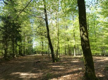 Trail Walking Neufchâteau - Respelt - Bernimont - Photo