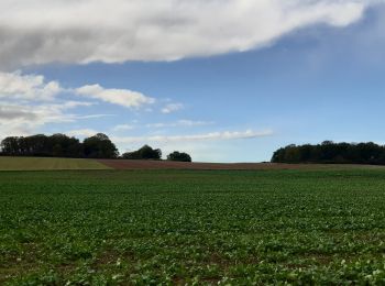 Randonnée Marche Les Ventes - Forêt des Ventes - Photo