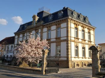 Randonnée A pied Wachenheim an der Weinstraße - Wachenheim Rundwanderweg 15 - Photo