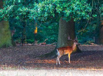 Tocht Te voet Dülmen - An der Ziegenweide Rundweg A4 - Photo