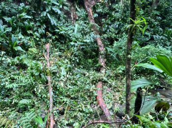 Trail sport Fort-de-France - Absalon vers Didier  - Photo