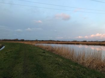 Excursión A pie Schagen - Klein rondje Waarland - Photo