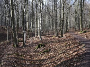 Trail Walking Auderghem - Oudergem - bgg - Herman Debroux et puis un grand tour du carrefour Léonard - Photo