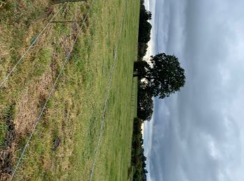 Tocht Stappen Waimes - Waimes 21 km - Photo