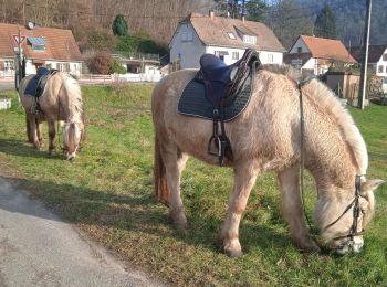 Randonnée Randonnée équestre Obersteinbach - toir des belles vues  - Photo