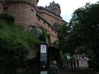 Randonnée Marche Orschwiller - 2024-06-08 Haut koenigsbourg - Photo