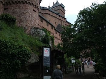 Excursión Senderismo Orschwiller - 2024-06-08 Haut koenigsbourg  - Photo