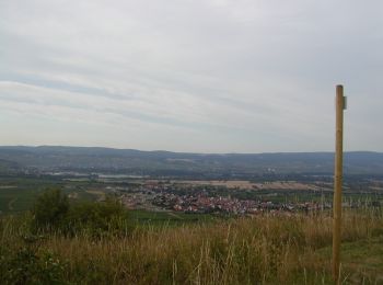 Trail On foot Bingen am Rhein - Schönhölle Spelzenberg - Photo