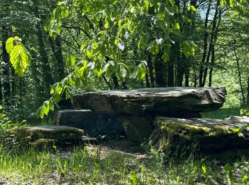 Tour Wandern Bertrix - Bertrix arboretum - Photo
