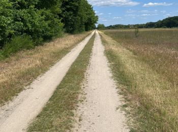 Tour Wandern Vernou-en-Sologne - Vernou en Sologne (départ la Boulardière)  - Photo