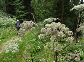 Trail Walking Gérardmer - pont des fées et saut des cuves  - Photo