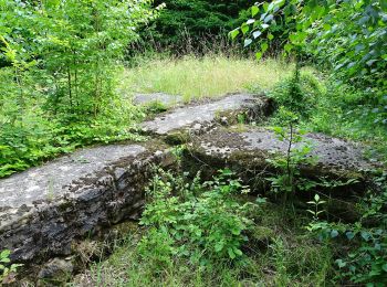 Percorso A piedi Ringgau - Premiumweg P13 Boyneburg - Photo