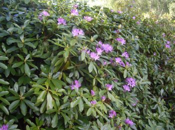 Trail On foot  - Firmounth Road - Photo