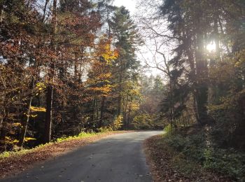 Tocht Wegfiets Onbekend - Krakow - Ocjow - Photo