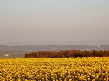 Excursión A pie Jettingen - Sulz am Eck - Herrenplatte (Jettingen) - Photo