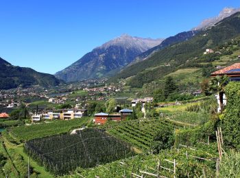 Excursión A pie Tirol - Tirolo - Weinweg - Photo