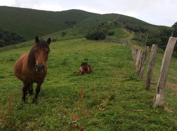 Tour Wandern Ainhoa - Ainhoa tour d’errebi par col des trois croix  - Photo