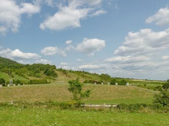 Trail On foot Gemeinde Pfaffstätten - Zierfandlerweg - Photo