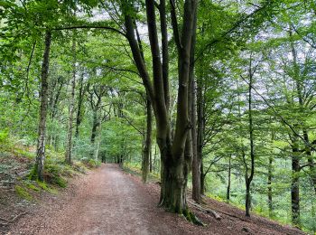 Tocht Stappen Ottignies-Louvain-la-Neuve - La faune et la flore du bois de Lauzelle à Louvain-La-Neuve  - Photo