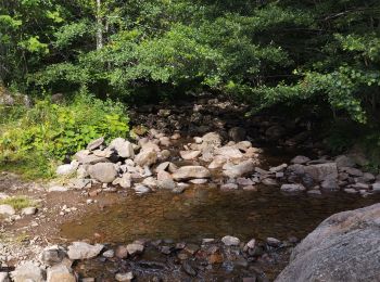 Randonnée Course à pied Albepierre-Bredons - Le Plomb du Cantal  - Photo