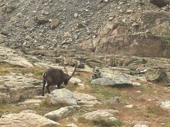 Tour Wandern Pontechianale - VisoPremierJour - Photo