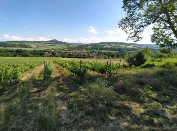 Trail Walking Chidrac - Les hauts de Chidrac - Photo