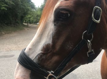 Excursión Paseo ecuestre Albigny-sur-Saône - Rando avec Prince à pied 16 juillet 3 h 30 - Photo