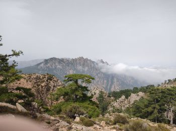 Trail Walking Zonza - Bocca d'Illarata vers bergerie de Luviu - Photo