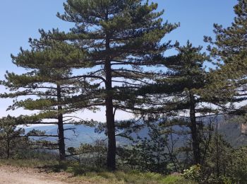 Excursión Marcha nórdica Saint-Pierre-de-la-Fage - St-Pierre de la Fage - Pas de Cabane - Roqueboude - Photo