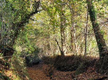 Excursión Senderismo La Forêt-Fouesnant - Beg Squellec les sables blancs  - Photo