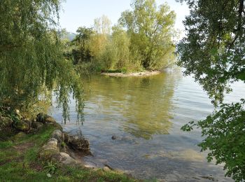 Randonnée A pied Zoug - Brüggli - Blickensdorf - Photo