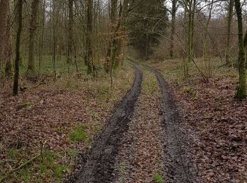 Trail Horseback riding Sivry-Rance - Rance-Renlies sud - Photo