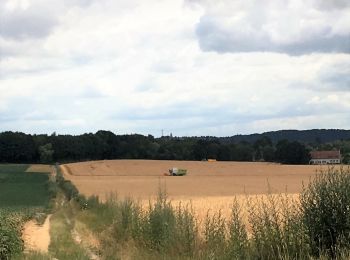Trail Walking Bierbeek - #190708 - Les Dieux se sont installés au Mollendaalbos***** - Photo
