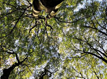 Tour Zu Fuß Radevormwald - Hölterhof Rundweg A1 - Photo