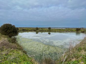 Excursión Senderismo Batz-sur-Mer - Marais Salants de Batz sur Mer - Photo