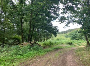 Randonnée Marche La Roche-en-Ardenne - Samree-maboge-Samree - Photo