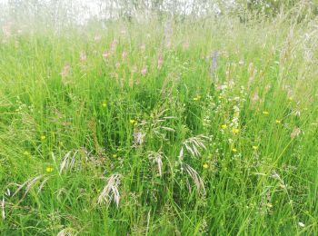 Randonnée Marche Wangen - , westhoffen - Photo