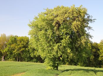 Randonnée A pied Creglingen - Rothenburger W8 - Postbotenweg - Photo