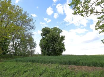 Excursión A pie Igersheim - Rundwanderweg Igersheim 56 - Photo