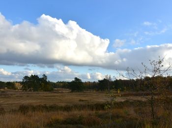 Randonnée A pied Lanaken - La Butte aux Bois Groene rechthoek - Photo