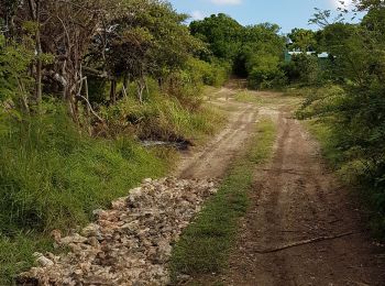 Tocht Stappen Anse-Bertrand - Habitation Mahaudiere-grand Portland - Photo