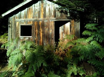 Trail On foot Montoulieu - La cabane des gardes - Photo