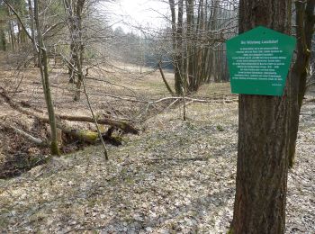 Excursión A pie Hohnstein - Märzenbecherrundweg 1 - Photo